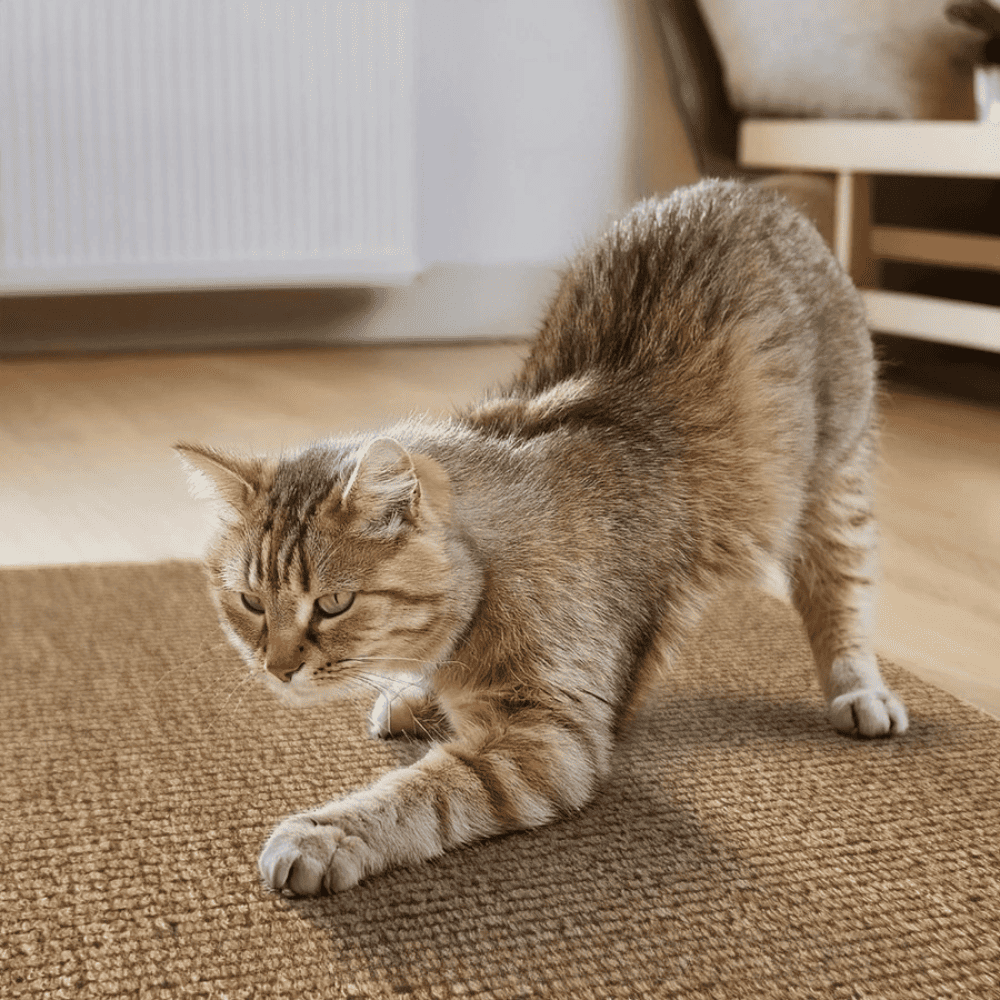Adesivo & Arranhador Protetor de Móveis para Gatos - ProtectHome
