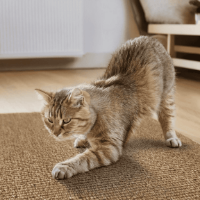 Adesivo & Arranhador Protetor de Móveis para Gatos - ProtectHome