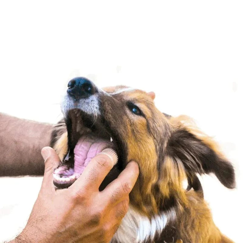 Kit 2 Creme Dental para Pets - 120g